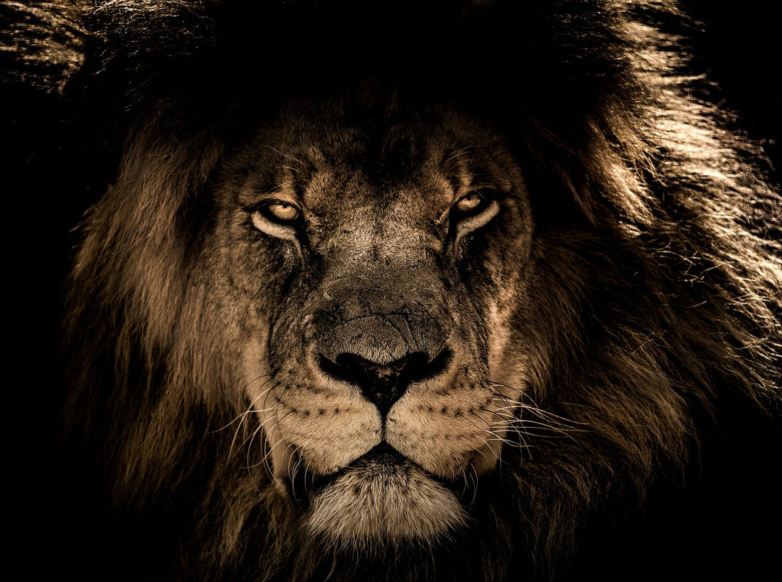 Unleashing Your Inner Beast: Three Mentalities to Conquer Life’s Jungle
